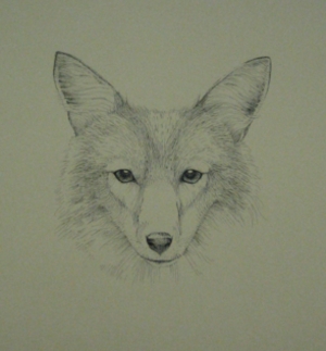 Coyote